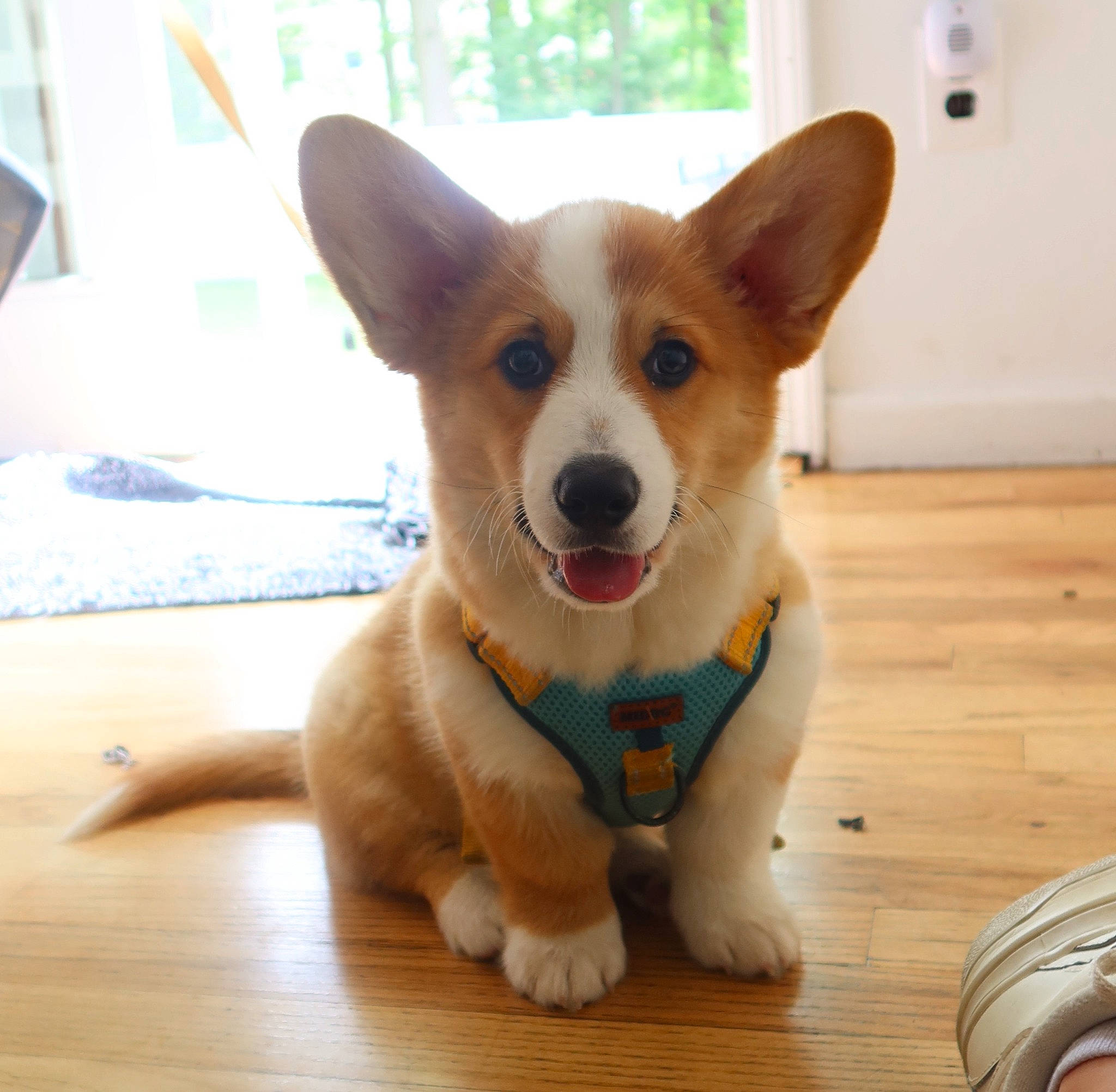 Wally joined the competition — help win amazing prizes! cardigan_welsh_corgi, carnivore, collar, companion_dog, dog, dog_breed, dog_collar, fawn, flooring, fur, hardwood, herding_dog, paw, snout, sporting_group, street_dog, tail, whiskers, wood, working_animal