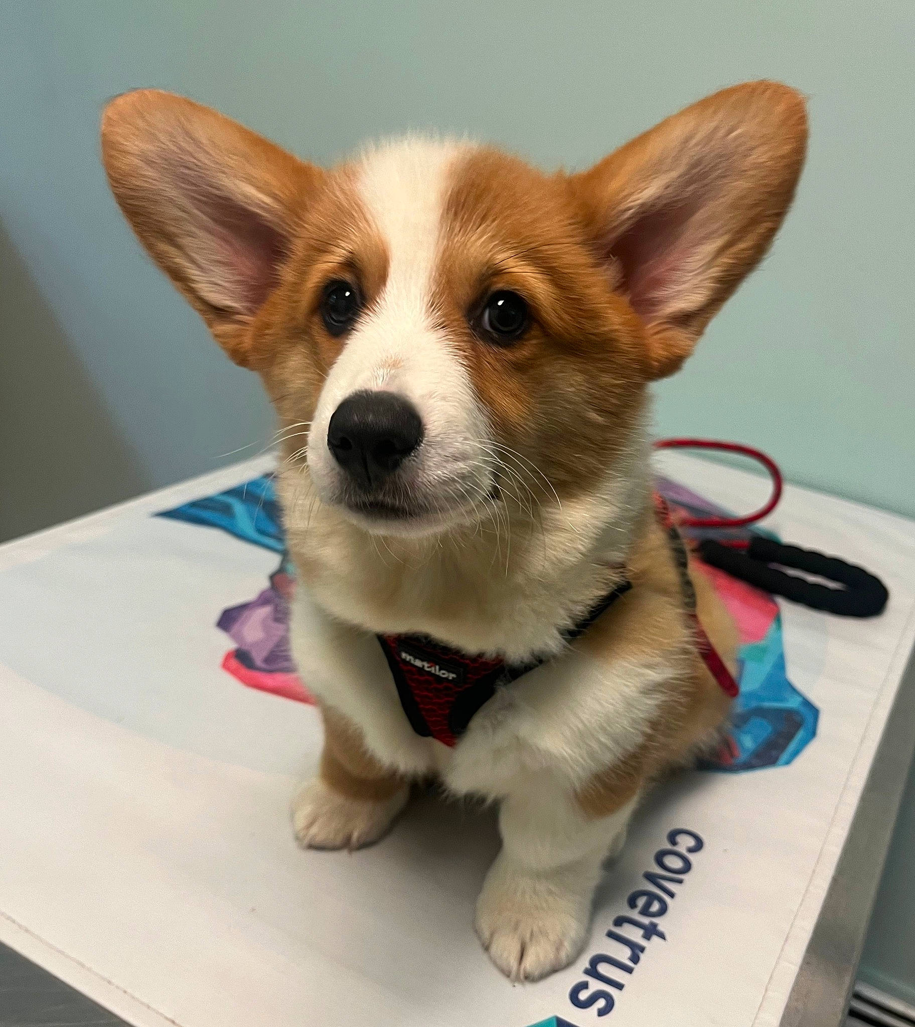 Wally joined the competition — help win amazing prizes! ancient_dog_breeds, canidae, carnivore, collar, companion_dog, dog, dog_breed, dog_collar, dog_supply, fawn, fur, herding_dog, paw, snout, sporting_group, table, terrestrial_animal, whiskers, working_animal, working_dog