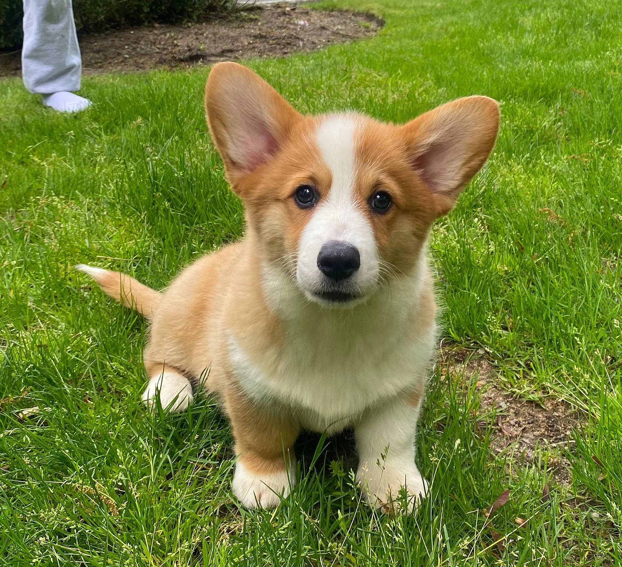 Wally joined the competition — help win amazing prizes! ancient_dog_breeds, canidae, carnivore, companion_dog, dog, dog_breed, fawn, foot, fur, grass, herding_dog, plant, snout, sporting_group, tail, terrestrial_animal, waste_container, whiskers, working_animal, working_dog