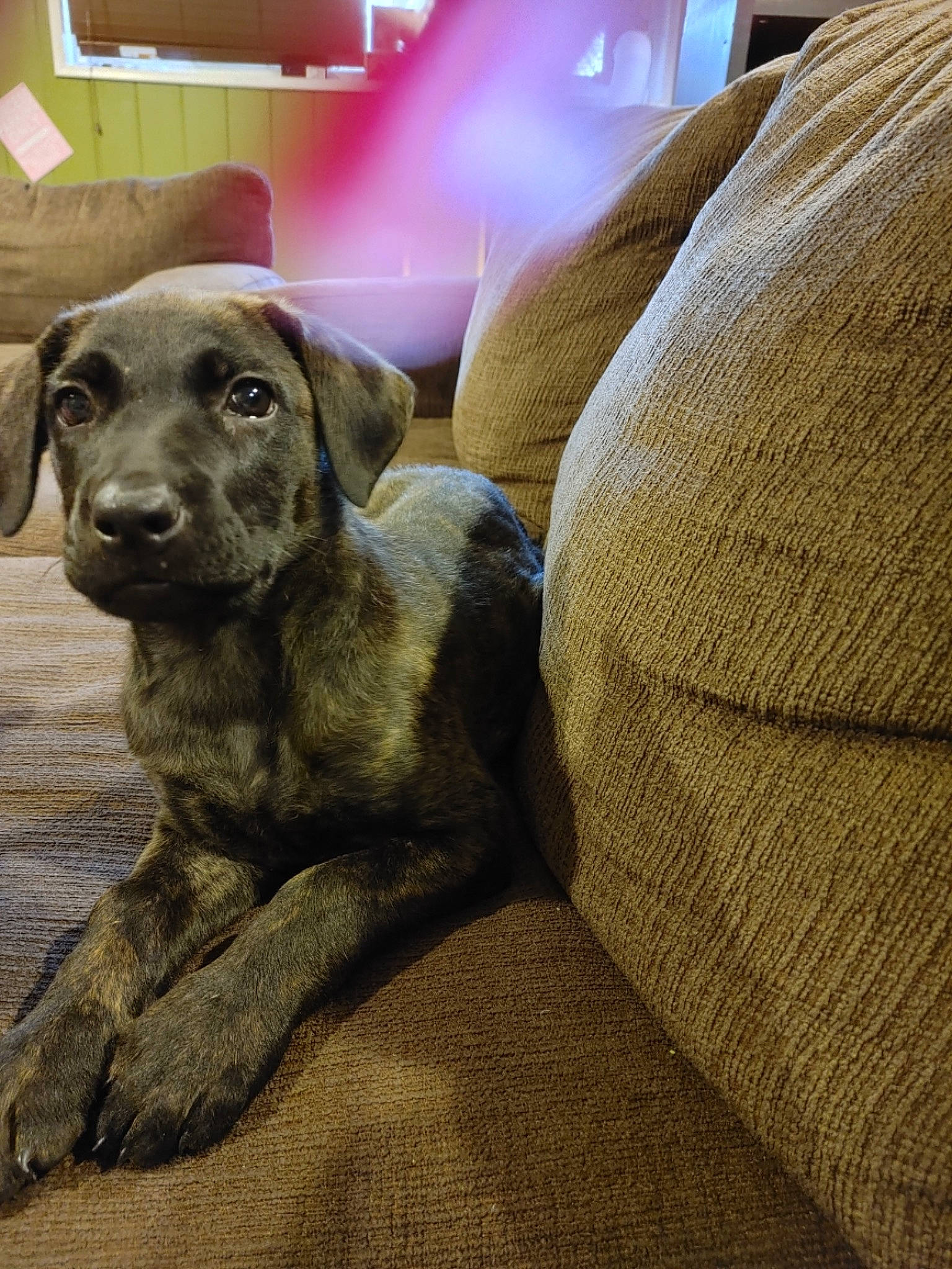 Willow joined the competition — help win amazing prizes! canidae, carnivore, dog, dog_breed, fawn, great_dane, labrador_retriever, mammal, puppy, snout, sporting_group, weimaraner