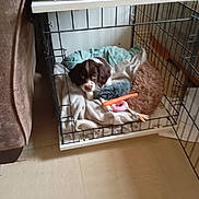 Ruby is registered to the contest to win money with this photo: puppy, dog, crate, blanket, toy, carrot_toy, brown_and_white, indoor, floor, pet, cage, cozy, fur, curious, open_door, home, shelf, box, rice_pudding, pet_bed