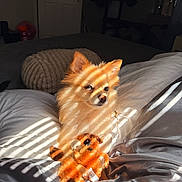 Eloise joined the competition — help win amazing prizes! bed, blanket, comfort, cozy, cute, dog, domestic, fur, golden, home, indoor, pet, pillows, plush_toy, relaxation, resting, shadows, small_dog, striped_light, sunlight
