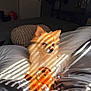 bed, blanket, comfort, cozy, cute, dog, domestic, fur, golden, home, indoor, pet, pillows, plush_toy, relaxation, resting, shadows, small_dog, striped_light, sunlight