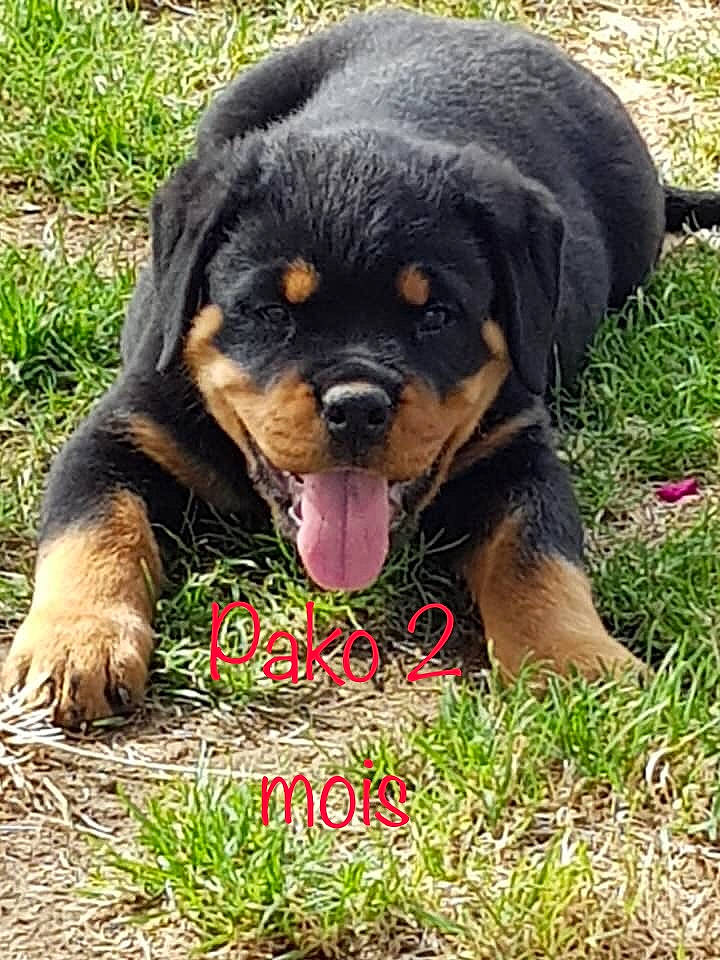 Pako participe au concours pour gagner de l'argent avec cette photo : canidae, carnivore, companion_dog, dog, dog_breed, grass, mammal, puppy, rare_breed_dog, rottweiler, snout, sporting_group, vertebrate, working_dog