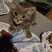 Smalley joined the competition — help win amazing prizes! kitten, cat, pet, feline, indoor, bed, blanket, bedding, paper_plate, wet_food, plate, fur, whiskers, paws, ears, big_eyes, looking_up, cute, resting, home