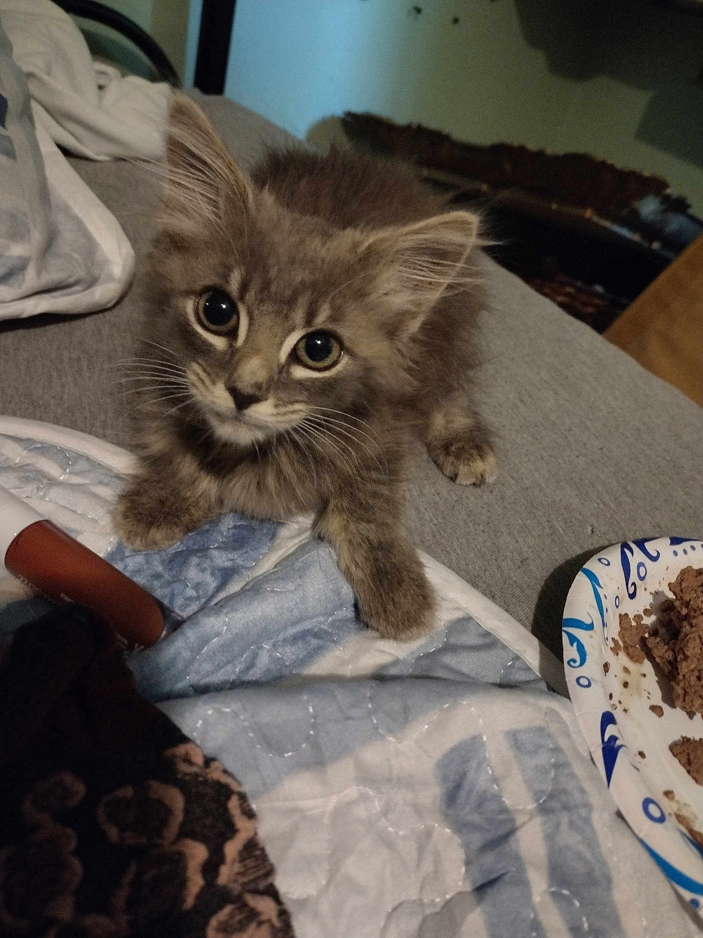 Smalley joined the competition — help win amazing prizes! kitten, cat, pet, feline, indoor, bed, blanket, bedding, paper_plate, wet_food, plate, fur, whiskers, paws, ears, big_eyes, looking_up, cute, resting, home