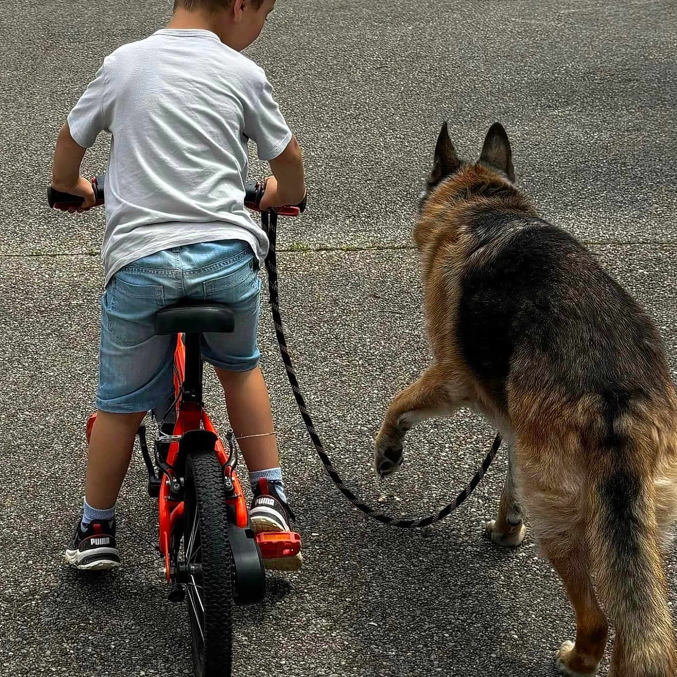 Arthur a rejoint le concours — aidez-le/la à gagner de superbes lots ! animal, bicycle, boy, canine, child, city, clothing, dog, e_scooter, germanshepherd, male, person, pet, road, street, transportation, urban, vehicle, walking, walkingdog