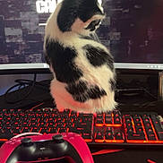 Moon is registered to the contest to win money with this photo: animal, backlit_keyboard, black_and_white, cat, computer, cute, desk, electronics, feline, gamer, gaming_controller, gaming_setup, indoor, keyboard, monitor, mousepad, pet, playstation_controller, red_lighting, technology