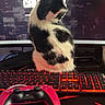 animal, backlit_keyboard, black_and_white, cat, computer, cute, desk, electronics, feline, gamer, gaming_controller, gaming_setup, indoor, keyboard, monitor, mousepad, pet, playstation_controller, red_lighting, technology
