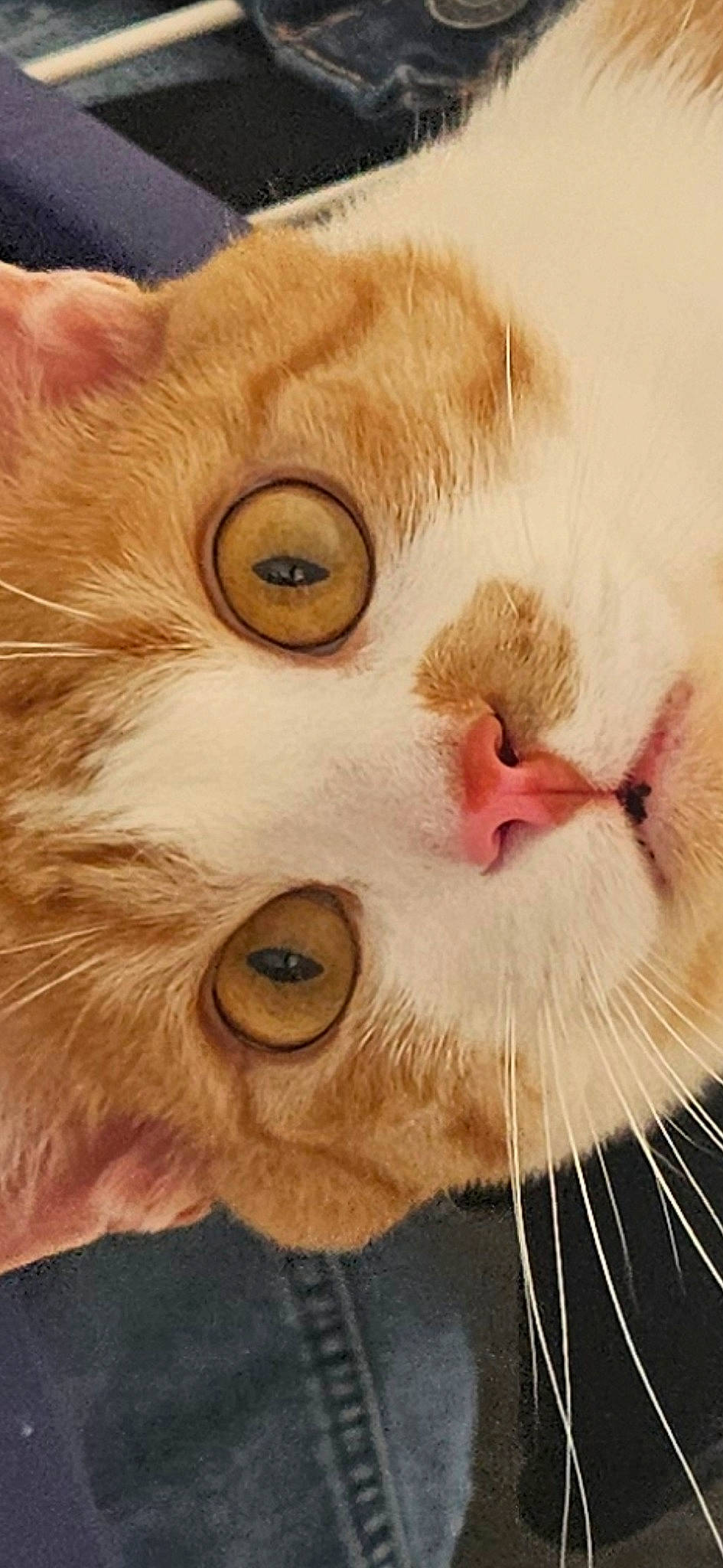 Toulouse participe au concours pour gagner de l'argent avec cette photo : art, carnivore, cat, chin, close_up, domestic_short_haired_cat, ear, eye, eyebrow, eyelash, fawn, felidae, fur, iris, jaw, no_expression, nose, small_to_medium_sized_cats, snout, whiskers