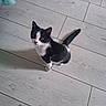 Blue Et Bingo a rejoint le concours — aidez-le/la à gagner de superbes lots ! animal, black_and_white, cat, curious, cute, domestic_cat, feline, floor, home, indoor, kitten, looking_up, paw, pet, slipper, small_animal, tail, texture, whiskers, wooden_floor
