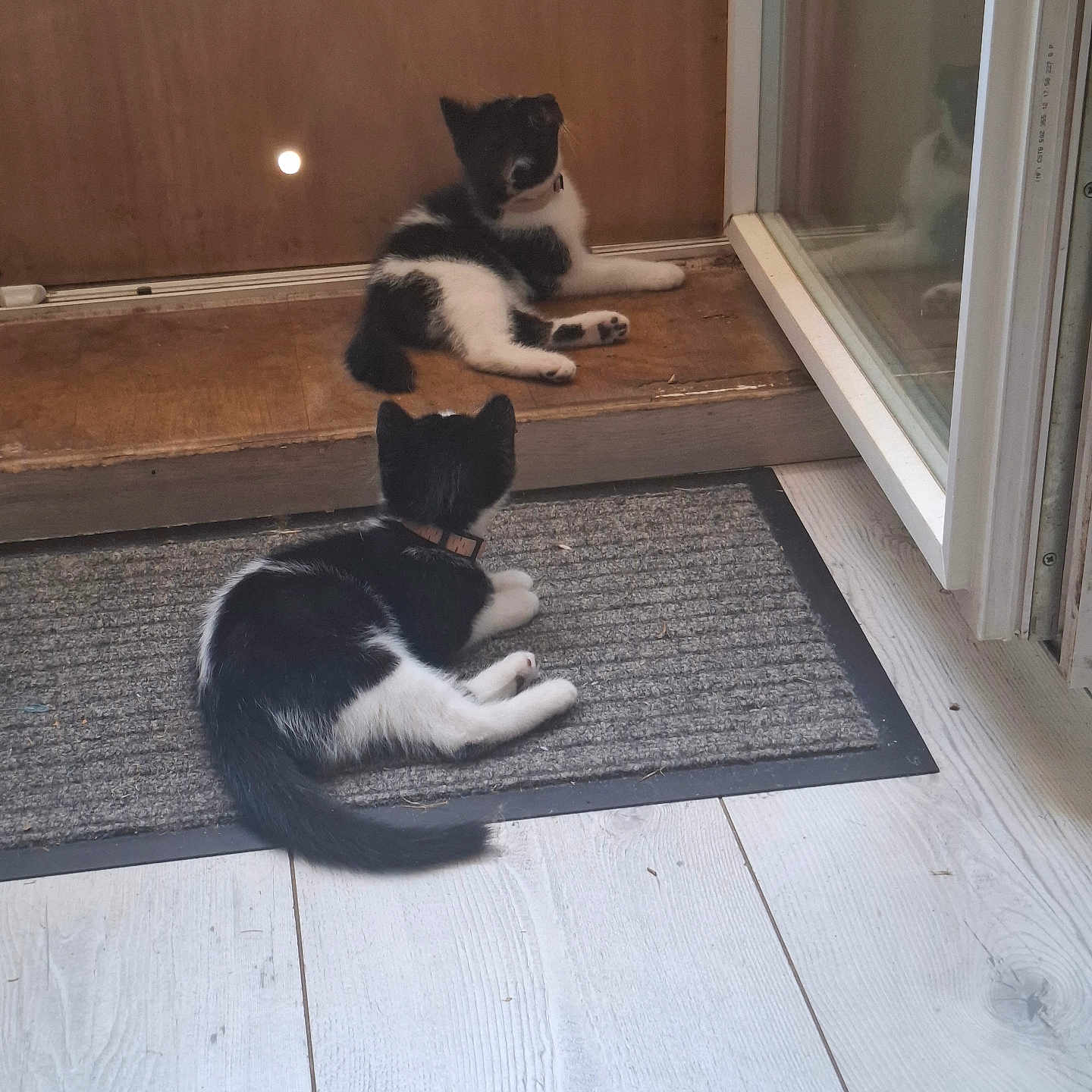 Blue Et Bingo participe au concours pour gagner de l'argent avec cette photo : animal, black_and_white, cat, collar, curious, cute, domestic, door, feline, floor, glass, indoor, kitten, mat, pet, reflection, resting, wooden_floor, wooden_step, young