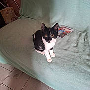 Blue Et Bingo a rejoint le concours — aidez-le/la à gagner de superbes lots ! animal, black_and_white, blanket, cat, comic_book, couch, cozy, curious, cute, feline, floor, home, indoor, kitten, looking_up, pet, sitting, spider_man, wooden_floor, young_cat
