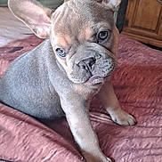 Ahrley participe au concours pour gagner de l'argent avec cette photo : animal, bedspread, canine, closeup, cozy, curious, curtain, cute, dog, domestic, ears, french_bulldog, furniture, indoor, mammal, pet, portrait, puppy, window, young
