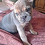 animal, bedspread, canine, closeup, cozy, curious, curtain, cute, dog, domestic, ears, french_bulldog, furniture, indoor, mammal, pet, portrait, puppy, window, young