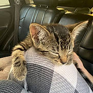 Pancake joined the competition — help win amazing prizes! kitten, cat, sleeping, blanket, checkered, car_interior, seat, window, sunset, paw, fur, cozy, relaxed, domestic_animal, pet, animal, young_cat, resting, soft_light, leisure