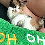 kitten, calico, cat, pet, animal, fur, cute, lying, arm, human, green, fabric, embroidery, letters, curious, indoor, closeup, soft, relaxed, tail