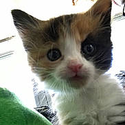 Patches is registered to the contest to win money with this photo: kitten, cat, close_up, indoor, person, glasses, face, fur, whiskers, nose, eye, curious, pet, animal, soft, young, cute, portrait, feline, blurred_background