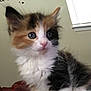 kitten, calico, cat, furry, indoor, pet, young, curious, animal, cute, fluffy, small, domestic, face, whiskers, ears, window, soft, background, light