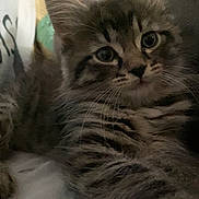 Waffle joined the competition — help win amazing prizes! kitten, cat, tabby, fur, whiskers, indoor, pet, animal, cute, resting, soft, closeup, young, mammal, feline, cozy, relaxed, portrait, paw, face