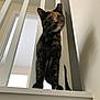 Venus joined the competition — help win amazing prizes! cat, tortoiseshell, pet, indoor, stairs, railing, curious, feline, animal, whiskers, ears, floor, home, window, light, portrait, looking_down, vertical_bars, domestic_cat, young_cat