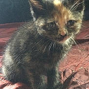 Venus is registered to the contest to win money with this photo: kitten, cat, tortoiseshell, pet, animal, feline, cute, indoor, bed, blanket, fur, whiskers, ears, curious, young, small, domestic, cozy, quilt, resting