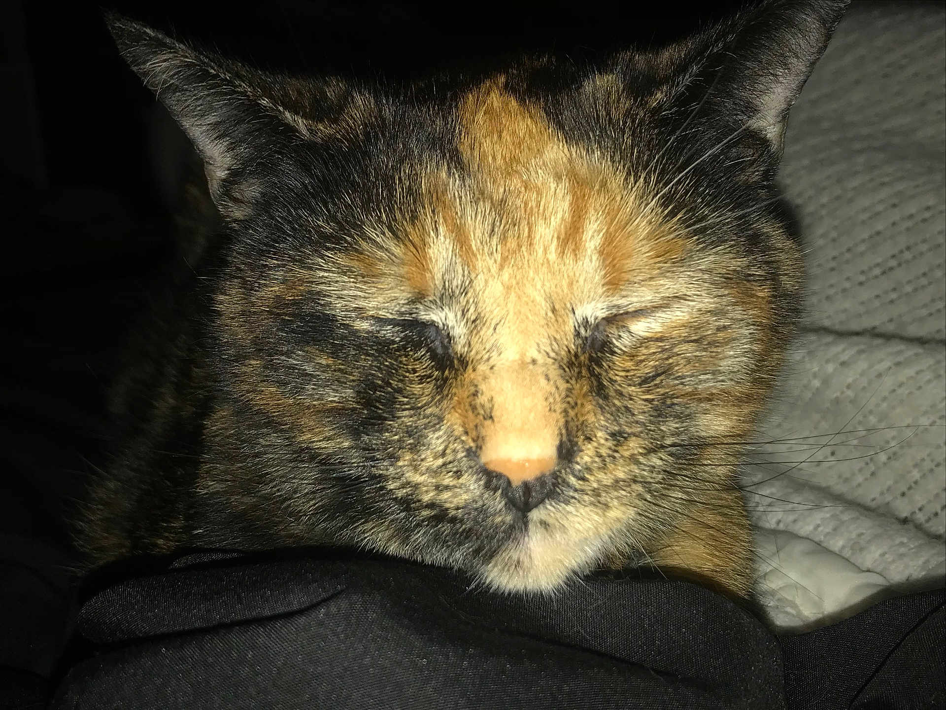 Venus is registered to the contest to win money with this photo: cat, tortoiseshell, close_up, fur, sleeping, resting, pet, animal, whiskers, ears, face, nose, black_fabric, textured_background, cozy, domestic, cute, indoor, peaceful, feline