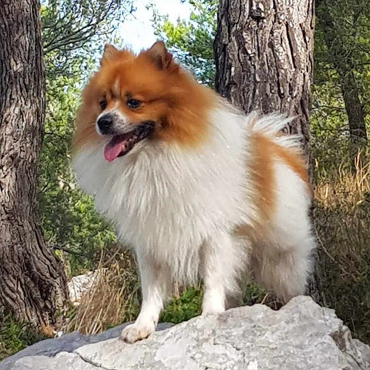Diego