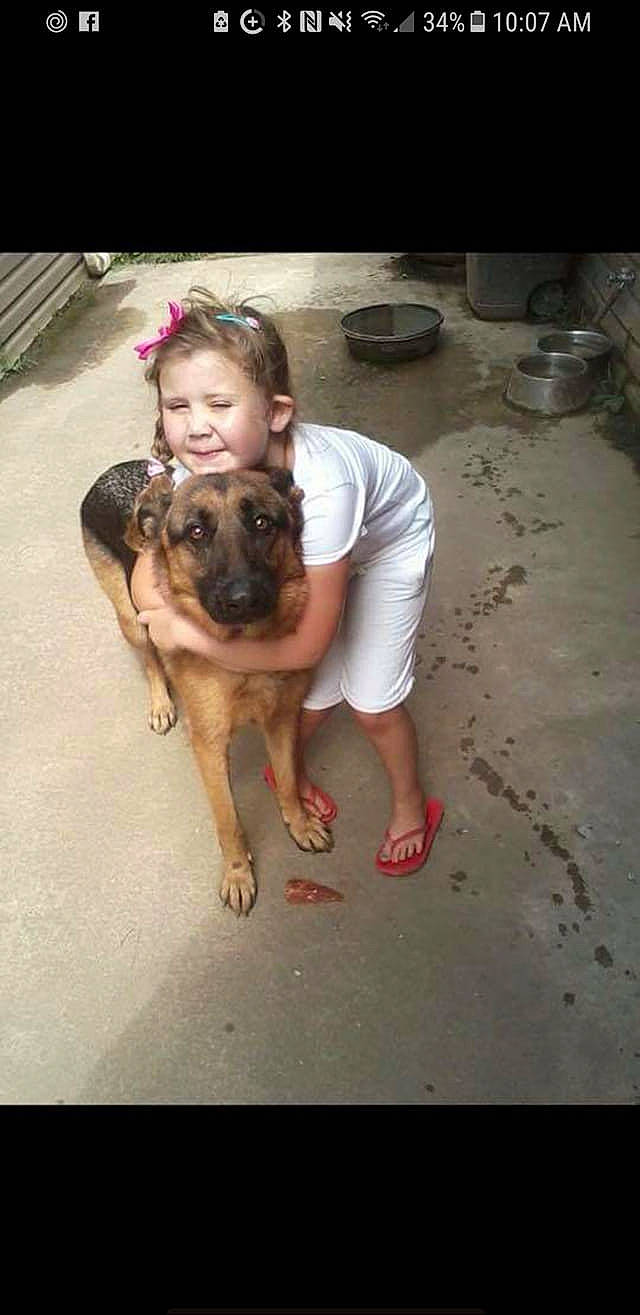 Ella joined the competition — help win amazing prizes! bullmastiff, canidae, carnivore, dog, dog_breed, fawn, german_shepherd_dog, joy, mammal, person, pug, vertebrate