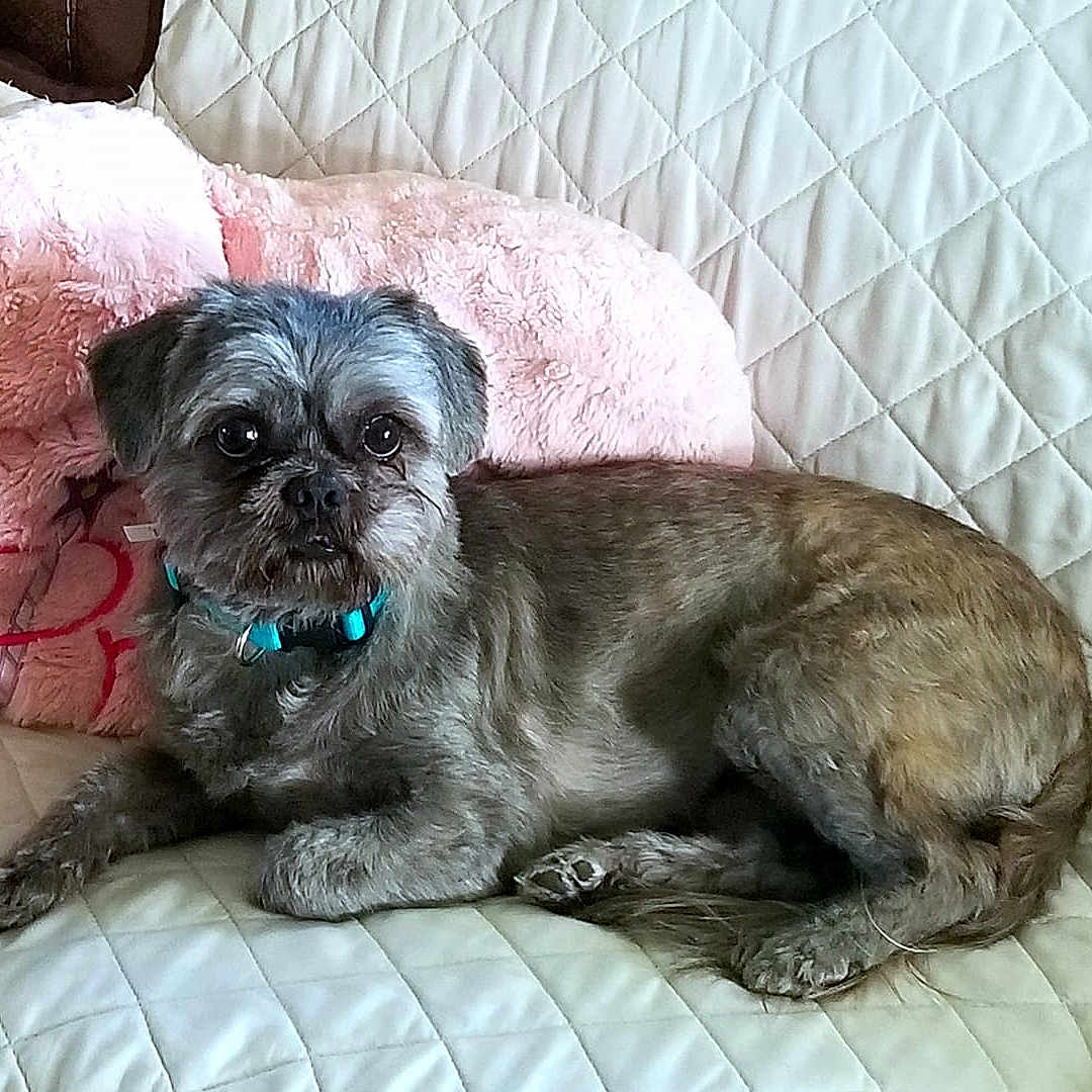 Butter joined the competition — help win amazing prizes! affenpinscher, bolonka, cairn_terrier, canidae, carnivore, companion_dog, dog, dog_breed, glen_of_imaal_terrier, mammal, morkie, poodle_crossbreed, puppy, rare_breed_dog, schnoodle, shih_poo, snout, sporting_group, toy_dog, vertebrate