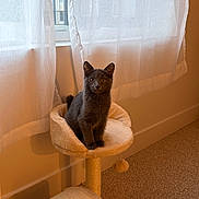 Nala is registered to the contest to win money with this photo: cat, gray_cat, pet, indoor, cat_tree, curtains, window, carpet, cozy, furniture, animal, looking, sitting, soft_light, warm_tones, cute, domestic, feline, home, quiet