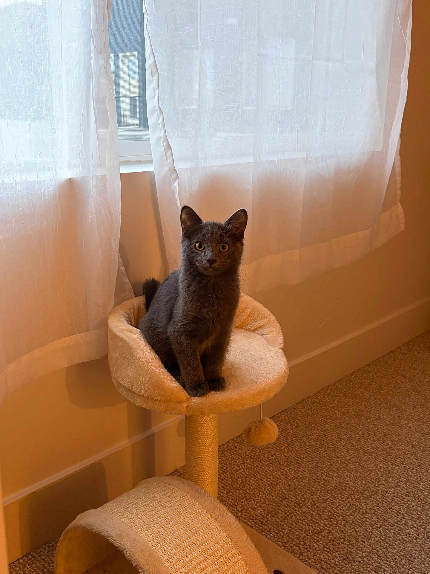 Nala is registered to the contest to win money with this photo: cat, gray_cat, pet, indoor, cat_tree, curtains, window, carpet, cozy, furniture, animal, looking, sitting, soft_light, warm_tones, cute, domestic, feline, home, quiet