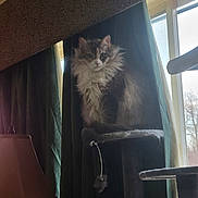 Annabelle is registered to the contest to win money with this photo: cat, fluffy_cat, cat_tree, window, curtains, lamp, indoor, pet, feline, fur, sitting, daylight, home, cozy, domestic, animal, portrait, quiet, resting, furniture
