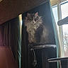 animal, cat, cat_tree, cozy, curtains, daylight, domestic, feline, fluffy_cat, fur, furniture, home, indoor, lamp, pet, portrait, quiet, resting, sitting, window