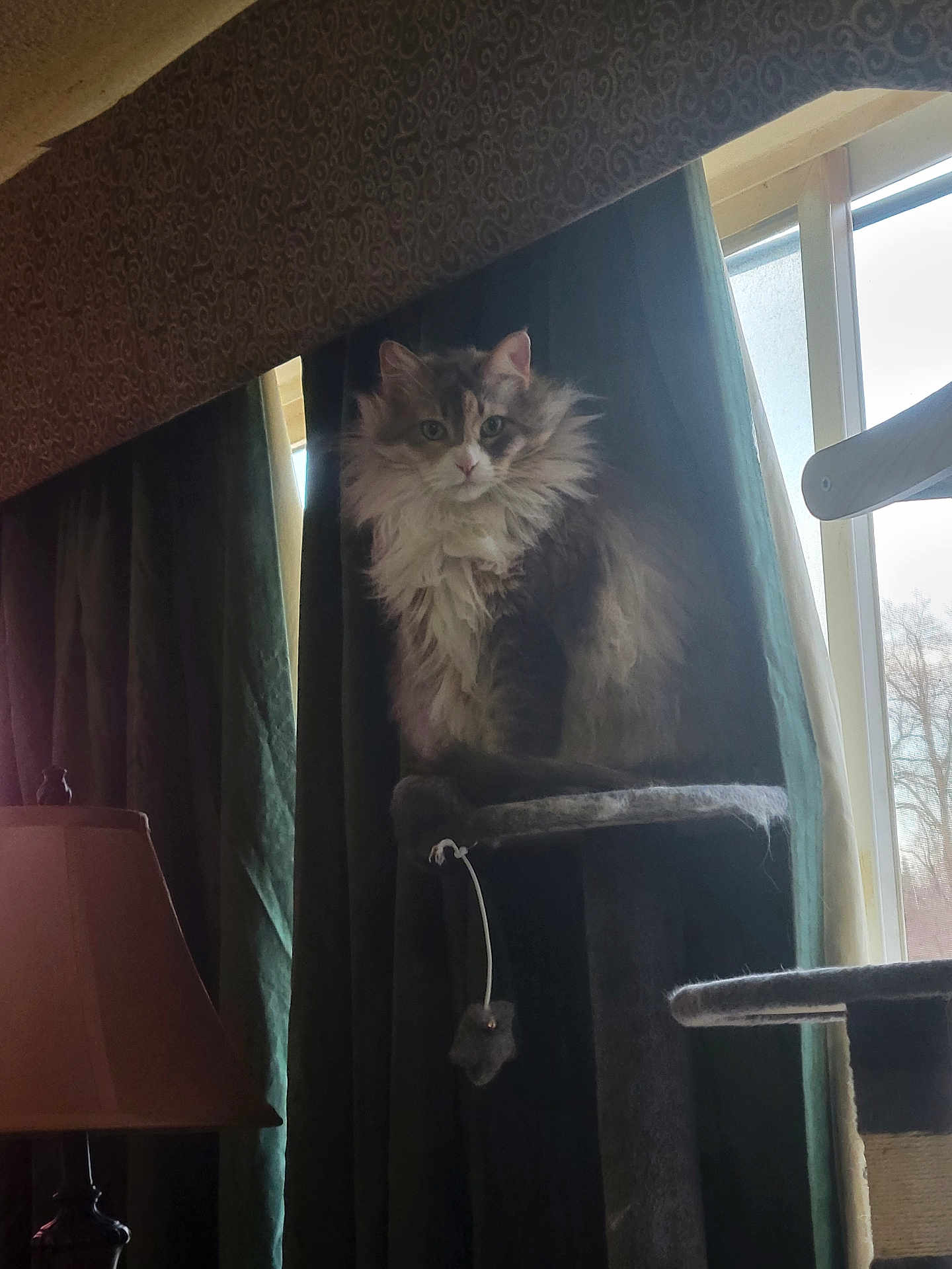 Annabelle is registered to the contest to win money with this photo: cat, fluffy_cat, cat_tree, window, curtains, lamp, indoor, pet, feline, fur, sitting, daylight, home, cozy, domestic, animal, portrait, quiet, resting, furniture