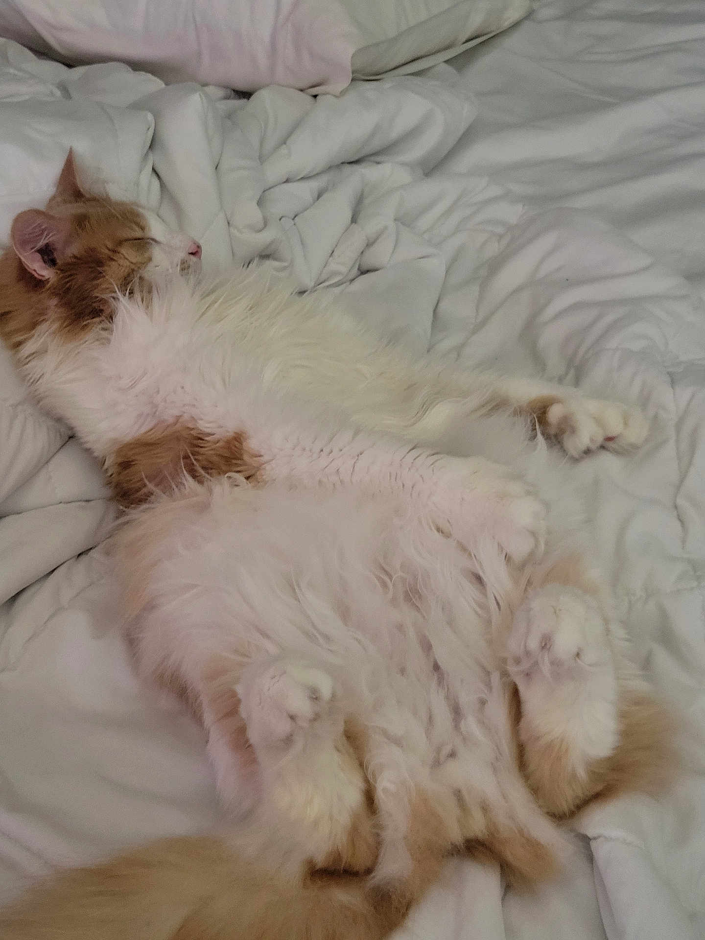 Menace is registered to the contest to win money with this photo: cat, sleeping_cat, belly_up, fluffy, orange_tabby, white_bedding, blanket, pillow, cozy, paws, fur, whiskers, indoor, pet, mammal, relaxed, nap, close_up, bedroom, soft