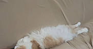 Menace is registered to the contest to win money with this photo: animal, beige, cat, clothes, couch, cozy, feline, fluffy, furniture, home, indoor, nap, orange, pet, pile, relaxed, resting, sleeping, soft, white