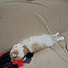 animal, beige, cat, clothes, couch, cozy, feline, fluffy, furniture, home, indoor, nap, orange, pet, pile, relaxed, resting, sleeping, soft, white