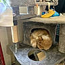 Menace is registered to the contest to win money with this photo: animal, cat, cat_tree, cozy, cubby, curled_up, domestic, furniture, furry, gray, household, indoor, orange_cat, pet, relaxing, resting, scratching_post, sleep, sleeping, toy