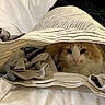 Menace is registered to the contest to win money with this photo: animal, bed, blanket, cat, comfort, cozy, curious, cute, domestic, fur, hidden, indoor, orange_cat, pet, relaxed, resting, soft, striped_fabric, textile, white_cat