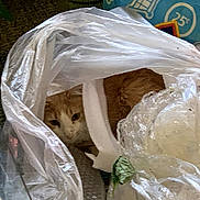 Menace is registered to the contest to win money with this photo: animal, bubble_wrap, cat, closeup, clutter, container, curious, domestic_animal, face, feline, hiding, indoor, looking, messy, orange_cat, packaging, pet, plastic_bag, resting, white_cat