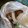 animal, bubble_wrap, cat, closeup, clutter, container, curious, domestic_animal, face, feline, hiding, indoor, looking, messy, orange_cat, packaging, pet, plastic_bag, resting, white_cat