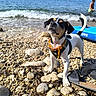 dog, beach, seaside, ocean, water, rocky_shore, pebbles, waves, paddleboard, swimming, outdoors, sunny, summer, harness, collar, black_white_dog, standing, tail, coastline, travel