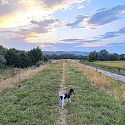 Volt a rejoint le concours — aidez-le/la à gagner de superbes lots ! dog, black_and_white_dog, outdoor, countryside, field, grass, trail, path, landscape, sunset, sky, clouds, trees, hills, nature, scenic, rural, summer, sunlight, exploration