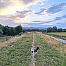 dog, black_and_white_dog, outdoor, countryside, field, grass, trail, path, landscape, sunset, sky, clouds, trees, hills, nature, scenic, rural, summer, sunlight, exploration