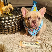 Uno is registered to the contest to win money with this photo: birthday_bandana, birthday_hat, bone_cookie, carpet, celebration, coffee_table, cute, decorative_bowl, dog, dog_treat, ears, french_bulldog, living_room, metallic_table, party, portrait, remote_control, shag_rug, sofa, wide_eyes