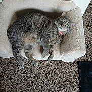 Fern joined the competition — help win amazing prizes! alert, animal, carpet, cat, cozy, cute, domestic_cat, feline, fur, gray_cat, green_eyes, house_pet, indoor, mammal, pet_bed, plush, relaxed, resting, sleeping_area, tabby_cat