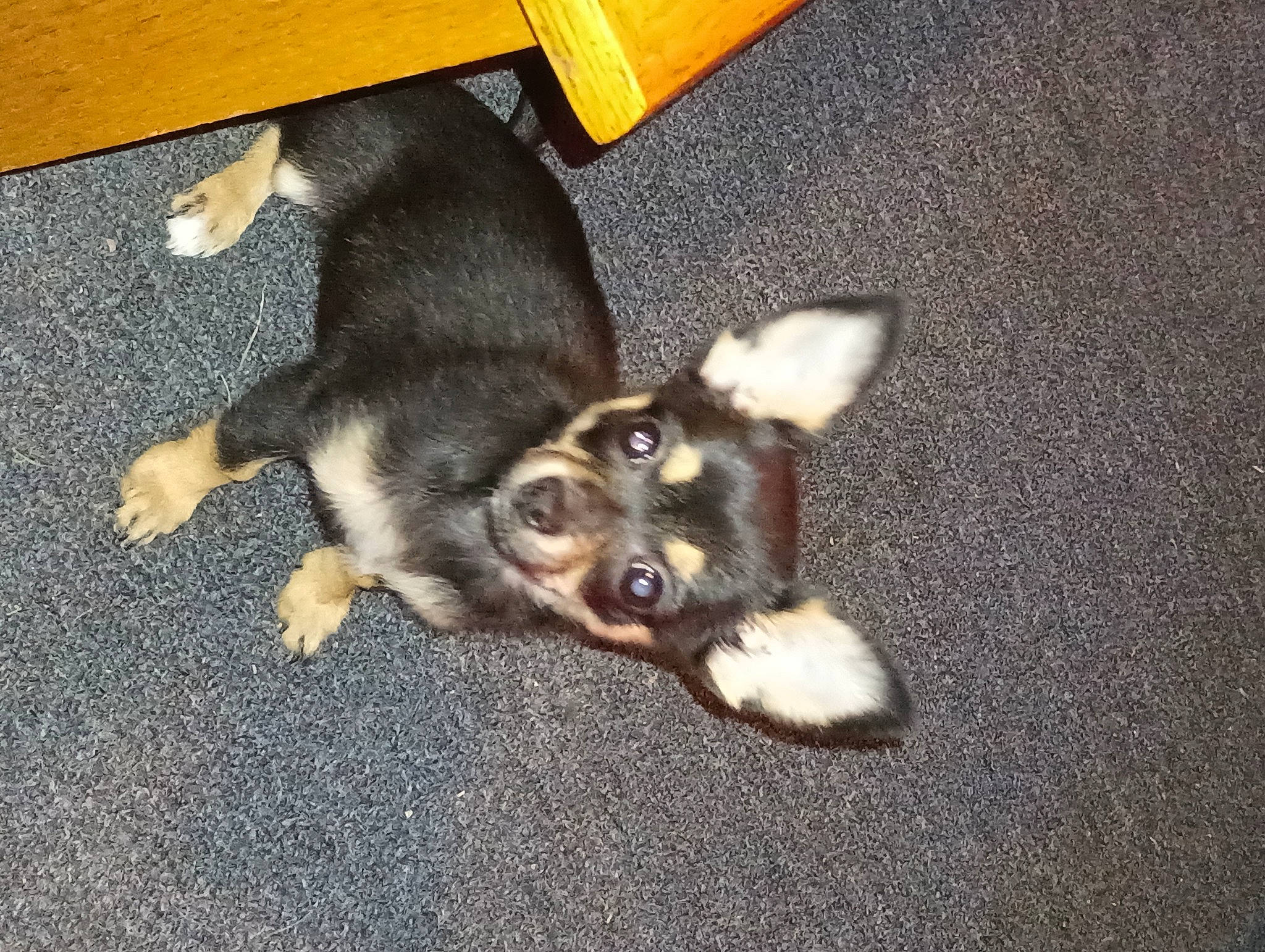 Tinkerbell is registered to the contest to win money with this photo: asphalt, canidae, carnivore, companion_dog, dog, dog_breed, flooring, fur, paw, road_surface, snout, sporting_group, tail, toy_dog, working_dog