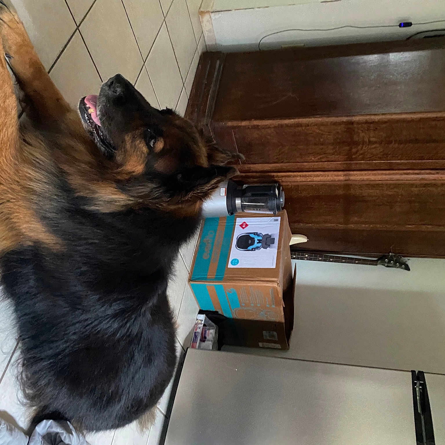 Mandee joined the competition — help win amazing prizes! baggage, box, canidae, carnivore, carton, collar, companion_dog, dog_breed, domestic_short_haired_cat, felidae, flooring, fur, machine, shipping_box, small_to_medium_sized_cats, snout, sporting_group, tail, whiskers, windshield