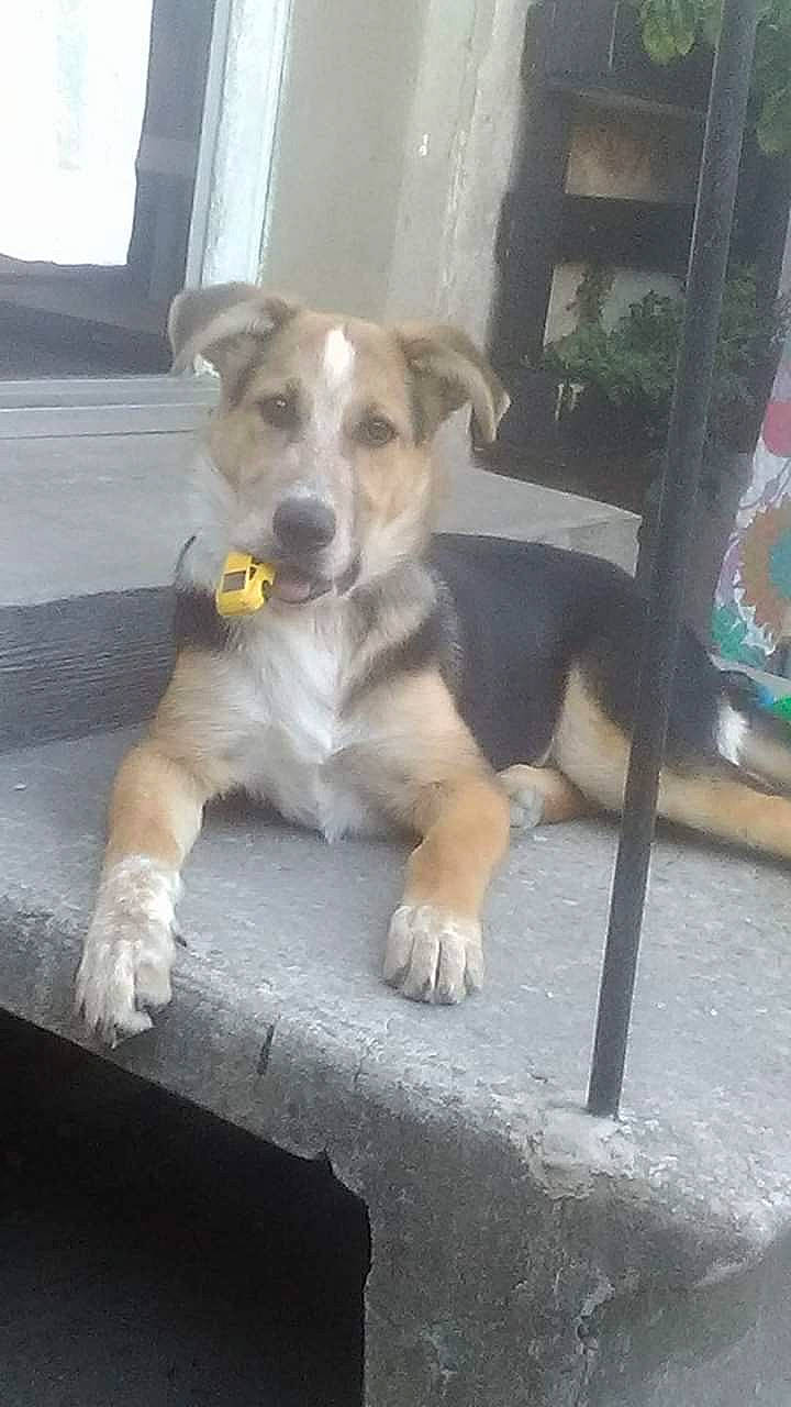 Mémère a rejoint le concours — aidez-le/la à gagner de superbes lots ! beagle, canidae, carnivore, dog, dog_breed, fawn, mammal, potcake_dog, puppy, sporting_group, street_dog